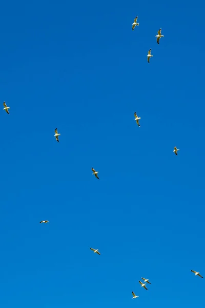 Guardando Gabbiani Volo Contro Cielo Blu Limpido — Foto Stock