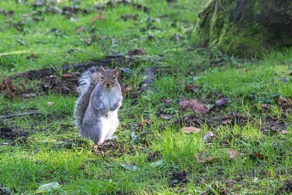 Squirrel Looking Camera Whilst Perched Field — Stock Photo, Image