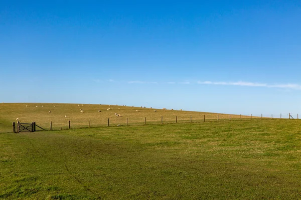 Een Groene South Downs Landschap Met Grazende Schapen — Stockfoto