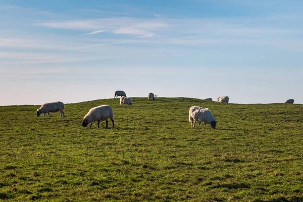 Sheep Grazing South Downs Sussex Sunny Day — Stock Photo, Image