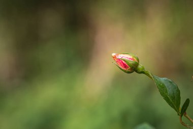 Yakın plan bir gül goncası, sığ bir alan derinliği var.