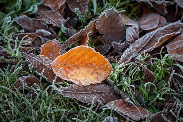 草の上に霜の茶色の葉 冬の朝 — ストック写真