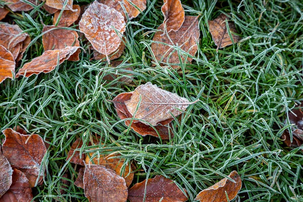 Frostig Braune Blätter Auf Gras Einem Wintermorgen — Stockfoto