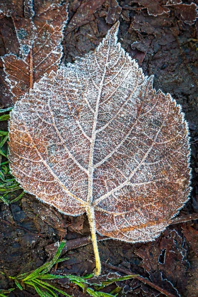 Olhando Para Baixo Uma Folha Gelada Uma Manhã Inverno — Fotografia de Stock