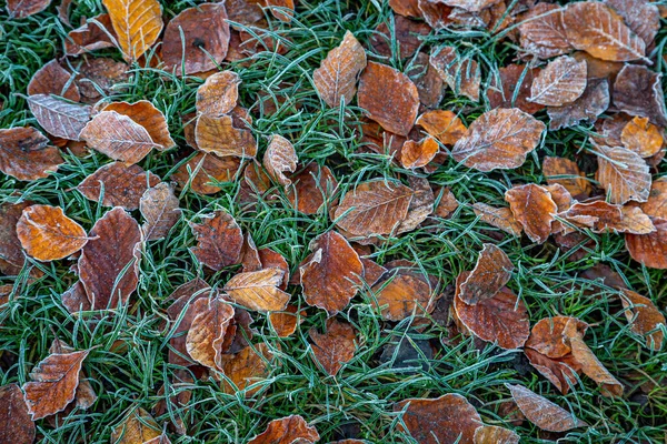 Ледяные Коричневые Листья Траве Зимой Утром — стоковое фото