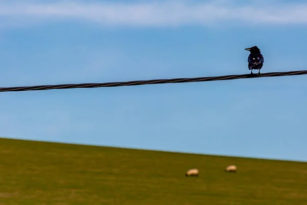 Pájaro Posado Cable Telefónico Con Ovejas Una Ladera Detrás Una — Foto de Stock