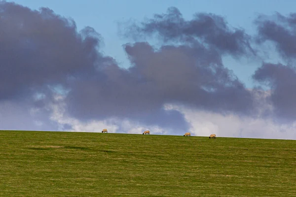 Mirando Las Ovejas Que Pastan Una Ladera Con Cielo Interesante — Foto de Stock