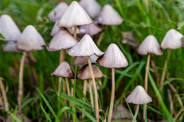 Pilze Auf Dem Land Sussex Spätherbst — Stockfoto