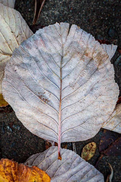 Gros Plan Une Feuille Tombée Automne Montrant Les Nervures Feuille — Photo