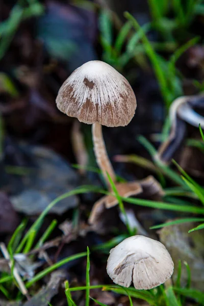Pilze Auf Dem Land Sussex Spätherbst — Stockfoto