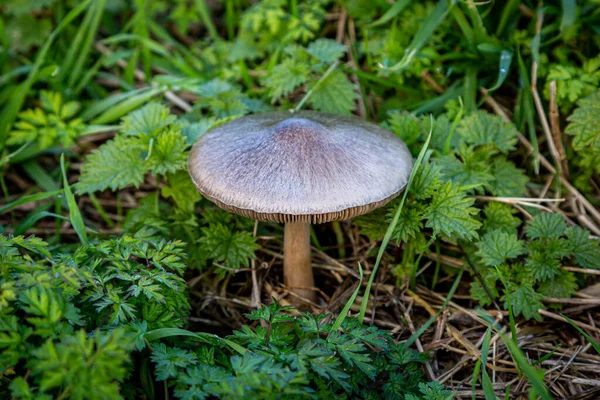 Pilze Auf Dem Land Sussex Spätherbst — Stockfoto