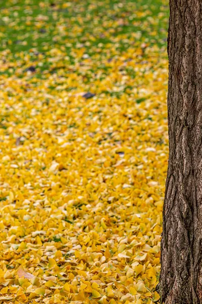 Ginkgo Bladeren Grond Herfst Rond Een Boomstam — Stockfoto