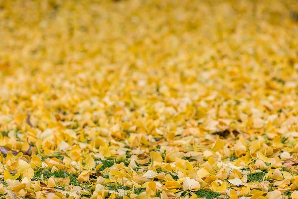 Sonbaharda Maidenhair Ginkgo Ağacından Bir Yaprak Halısı — Stok fotoğraf