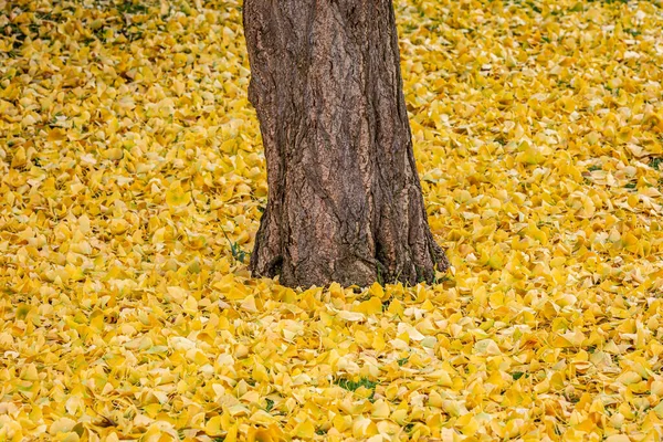 Ginkgo Bladeren Grond Herfst Rond Een Boomstam — Stockfoto