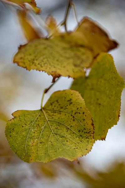 Gros Plan Une Feuille Automne Avec Une Faible Profondeur Champ — Photo