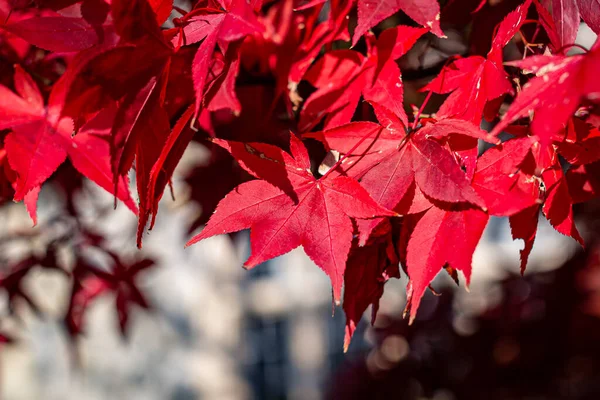Kleurrijke Rode Esdoorn Bladeren Een Boom Herfst — Stockfoto