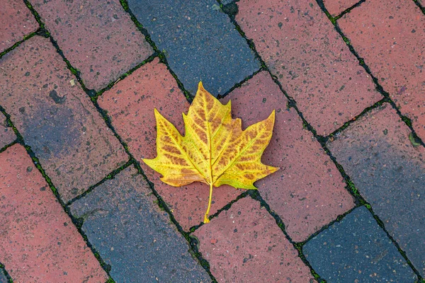 Una Foglia Autunnale Caduta Uno Sfondo Mattoni Colorati — Foto Stock