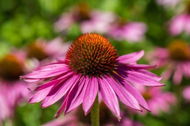 Yaz güneşinde güzel bir ekinezya çiçeği
