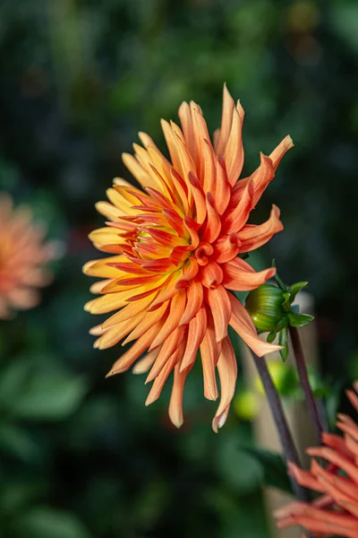 Uma Vista Lateral Uma Flor Dahlia Final Verão Sol — Fotografia de Stock