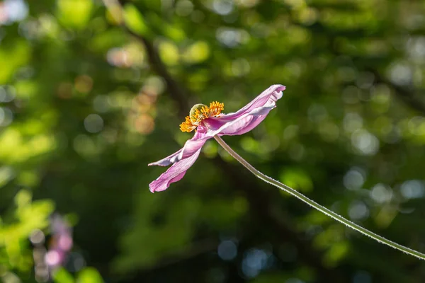 Widok Boku Delikatnego Jesiennego Kwiatu Anemonu Późnym Letnim Słońcu — Zdjęcie stockowe