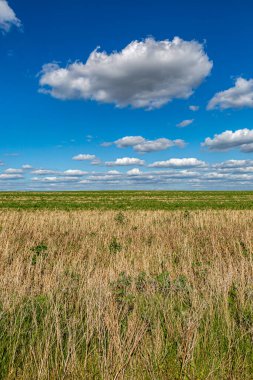 Güneşli bir yaz gününde Güney Downs 'daki tarlalara bakıyorum.