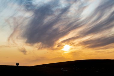 Gün batımında, Sussex 'in güney yamacında siluetli bir koyun.