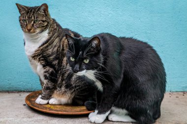 İki kedi bir şeye bakıyor.