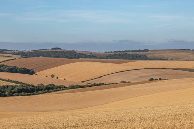 Güneşli bir yaz gününde Güney Downs 'da mısır gevreği yetiştiren yuvarlanan tepeler.