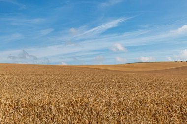 Güney Tepeleri 'nde hasat için altın tahıl tarlaları hazır.