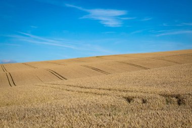 Yaz güneşinde altın tahıl tarlaları