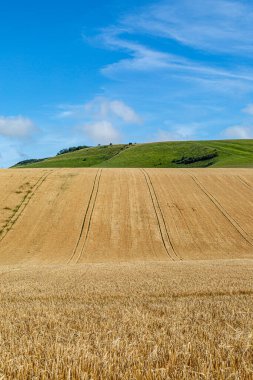 Güneşli bir yaz gününde, Sussex 'in güneyindeki altın buğday tarlası.
