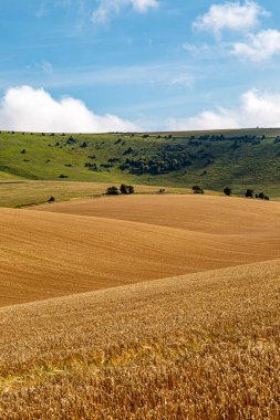 Bir yaz gününde Güney Downs 'da yuvarlanan kırsal bölge