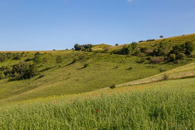 Sussex 'te bir tarlada yetişen kır çiçekleri ve arkasında Firle Beacon var.