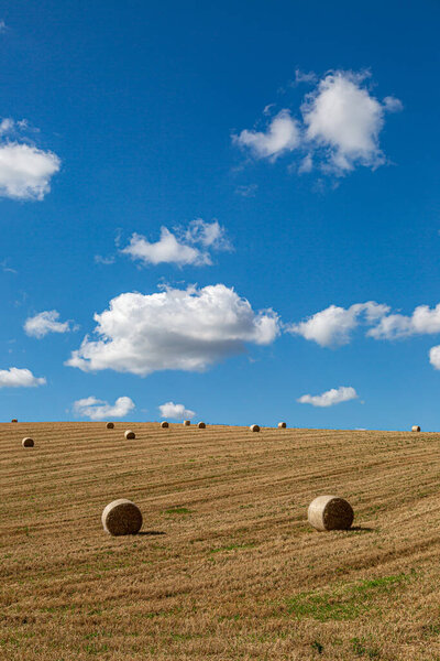 Седые тюки в сельской местности Сассекса в солнечный поздний летний день
