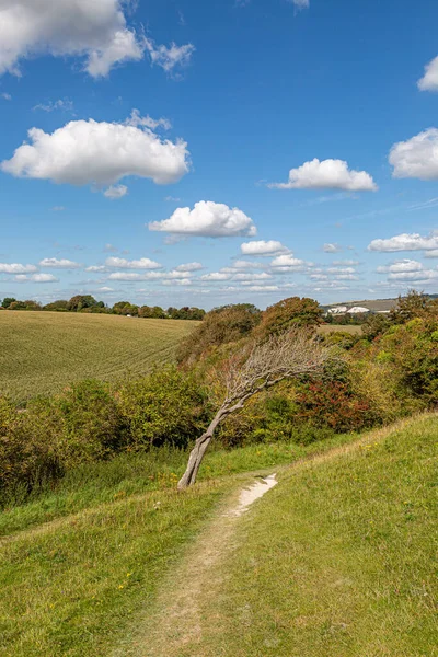 Caminho Giz Nas South Downs Sussex Num Dia Ensolarado Verão — Fotografia de Stock