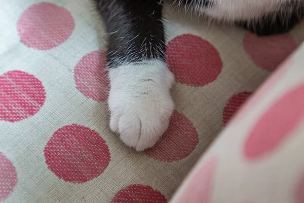 A cat paw against a pink spotty chair