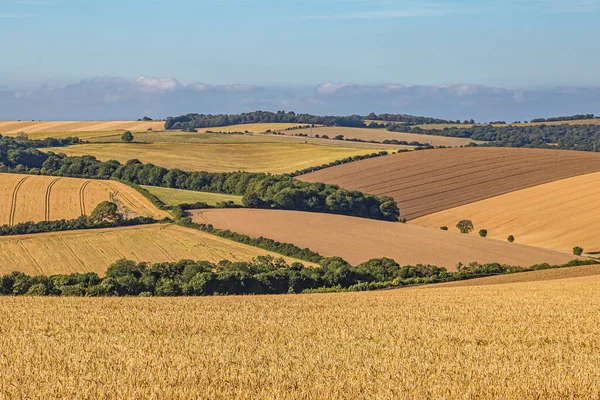 Collines Ondulantes Avec Des Cultures Céréalières Poussant Dans Les South — Photo