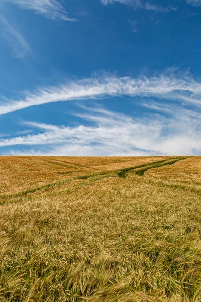 Gyllene Vetefält Sussex Solig Sommardag — Stockfoto