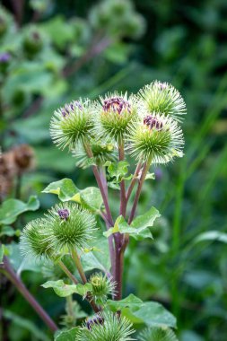 Yaz güneşinde sığ bir tarla derinliğinde bir dulavrat otu.