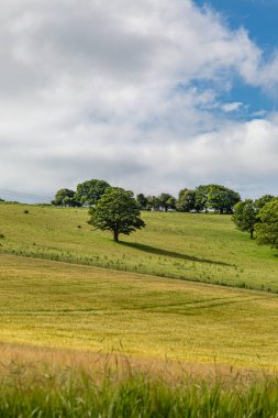 Güneşli bir yaz sabahında bir yamaçta ağaçlar
