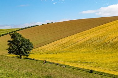 Güneşli bir yaz gününde Sussex tarım arazilerindeki yamalı tarlalar