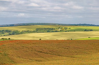 Brighton yakınlarında bir Güney Downs manzarası, ön planda gelincik tarlası var.