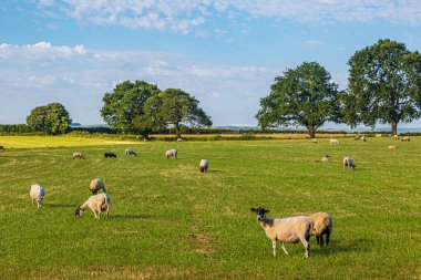 Güneşli bir yaz gününde, Sussex 'in güneyindeki bir tarlada otlayan koyunlar.