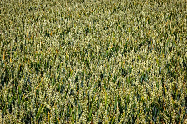 Uma Fotografia Completa Culturas Cereais Crescendo Campo Sussex Dia Ensolarado — Fotografia de Stock