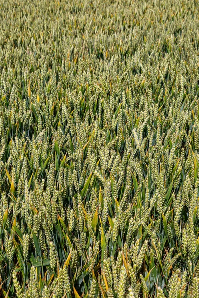 Ein Vollbild Foto Von Getreide Das Einem Sonnigen Sommertag Auf — Stockfoto