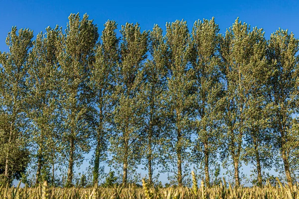 Alberi Alti Margini Campo Agricolo Una Giornata Estiva Soleggiata — Foto Stock