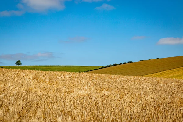 Paysage Estival Sussex Cultures Céréalières Poussant Dans Les Champs Avec — Photo