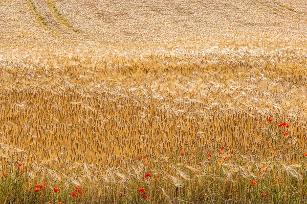 Kompletní Snímková Fotografie Zlatého Pšeničného Pole Létě Kde Mezi Pšenicí — Stock fotografie