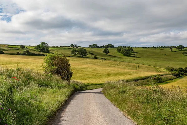 Looking Narrow Country Road Surrounded Green Fields Summers Morning — Stock Photo, Image