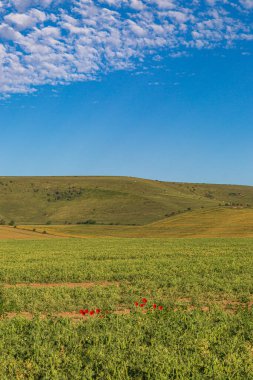 Yazın güney yamaçlarında yeşil tarlalar ve mavi gökyüzü.